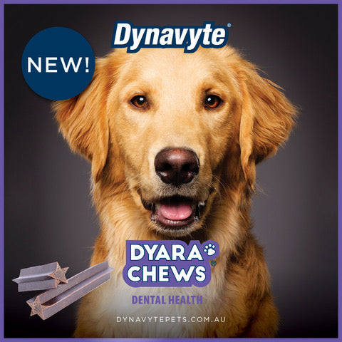 Oravet dental hotsell chews large dogs